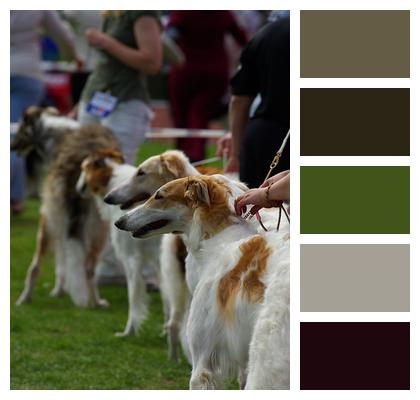 Dogs Russian Wolfhound Dog Show Image